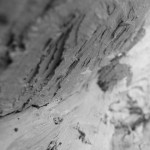 Bradford pear 3.