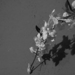 Flowers on the wall.