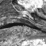 Gnarly tree (detail- b&w).