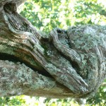 Gnarly tree (detail-color).
