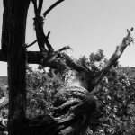 Gnarly tree.