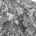 Lichen.