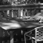 Lunchbox napping.