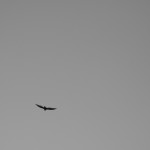 Pterodactyl 1.