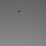 Pterodactyl 2.