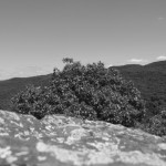 Treetops with Yellowrock.