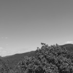 Treetops.