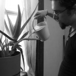 Watering the aloe.