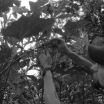 Picking okra.