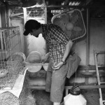 Stealing the chickens' unborn babies.
