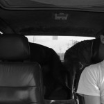 Driving with dogs.