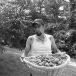 Saving Le Duke's peach tree from itself.
