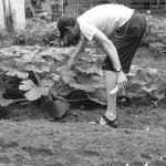 Picking squash.