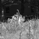 In tall grass.
