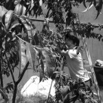 Holding up Le Duke's peach tree.