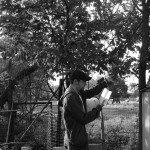 Keying a tree. (It's a Morus rubra!)
