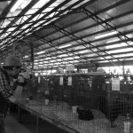 At the chicken show.